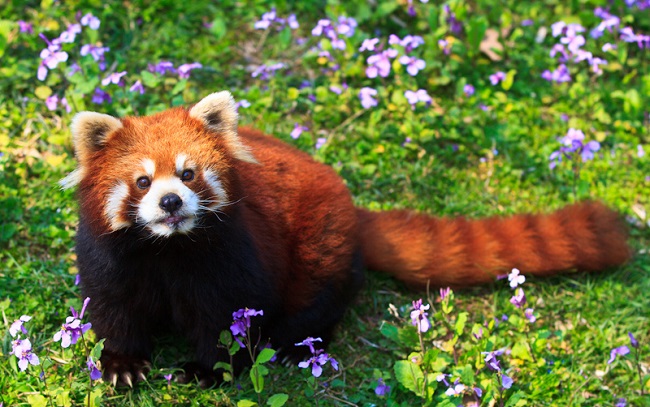 Kızıl pandanın boyutları bir evcil kedi kadardır.