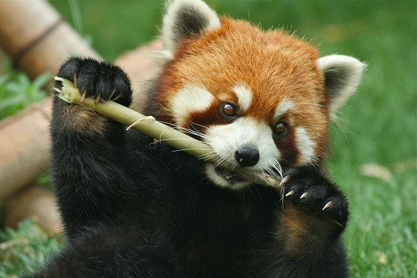 kızıl panda uyanık zamanlarını genellikle bambu yiyerek geçirir.