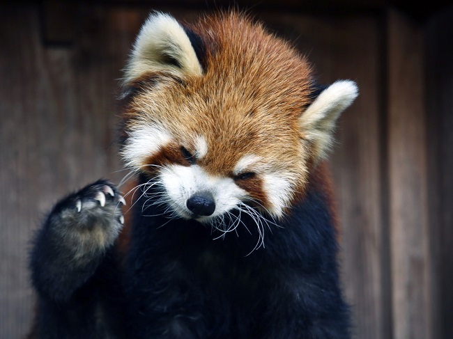 kızıl panda aslında tehditkardır