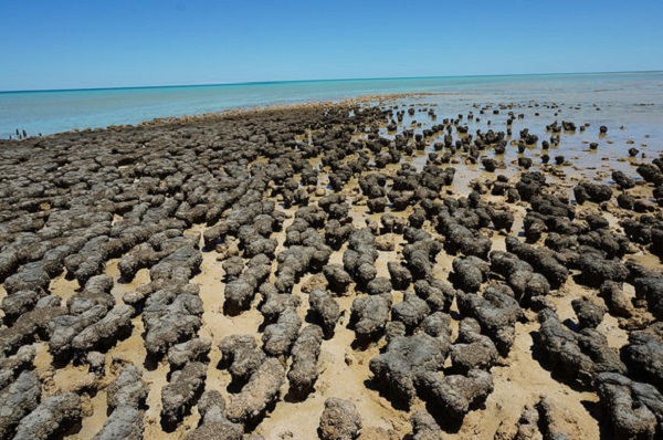 Stromatolitler deniz siyanobakterilerinin oluşturduğu kalsiyum karbonat çökelleridir.