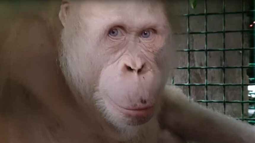 Dünyadaki tek albino orangutan doğaya bırakıldı