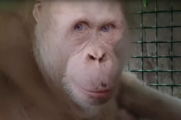 Dünyadaki tek albino orangutan doğaya bırakıldı