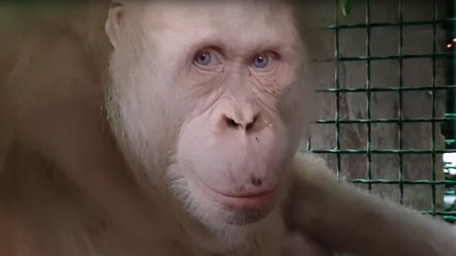Dünyadaki tek albino orangutan doğaya bırakıldı