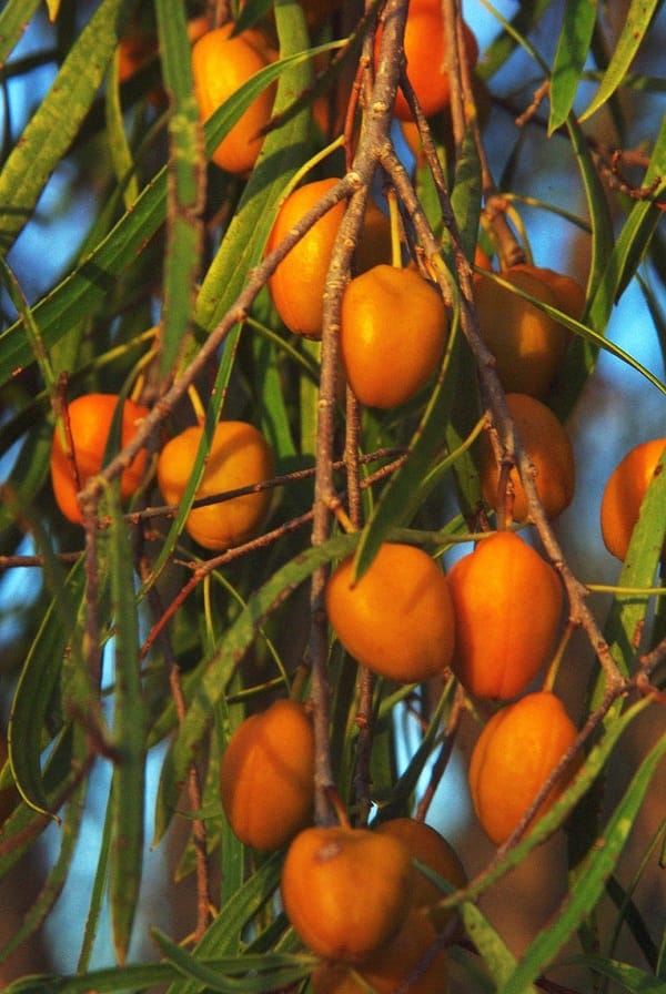 Pittosporum phillyreoides