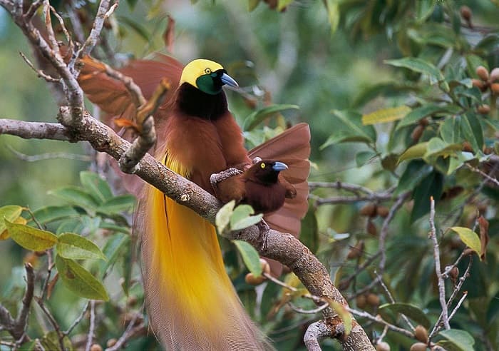Hayvanların iletişimi Büyük Cennet Kuşları