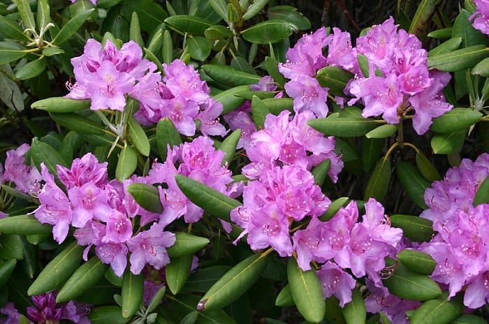 İstilacı bitki türleri Rhododendron ponticum