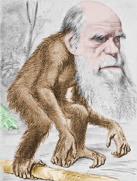 darwin maymun