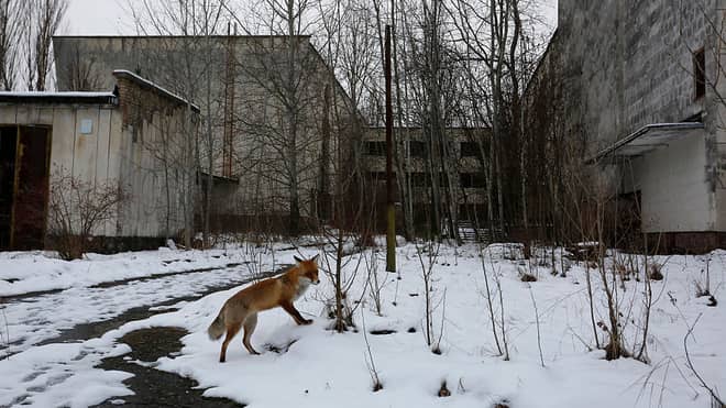 Vahşi bir tilki, Çernobil nükleer santralinin yakınında, terk edilmiş Pripyat kentinde yürüyor