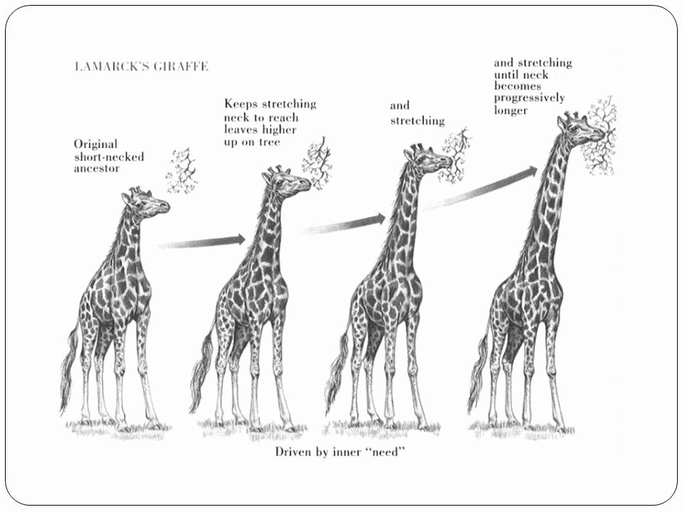 Zürafaların boyunları doğal seleksiyonla daha uzun hale gelmiştir