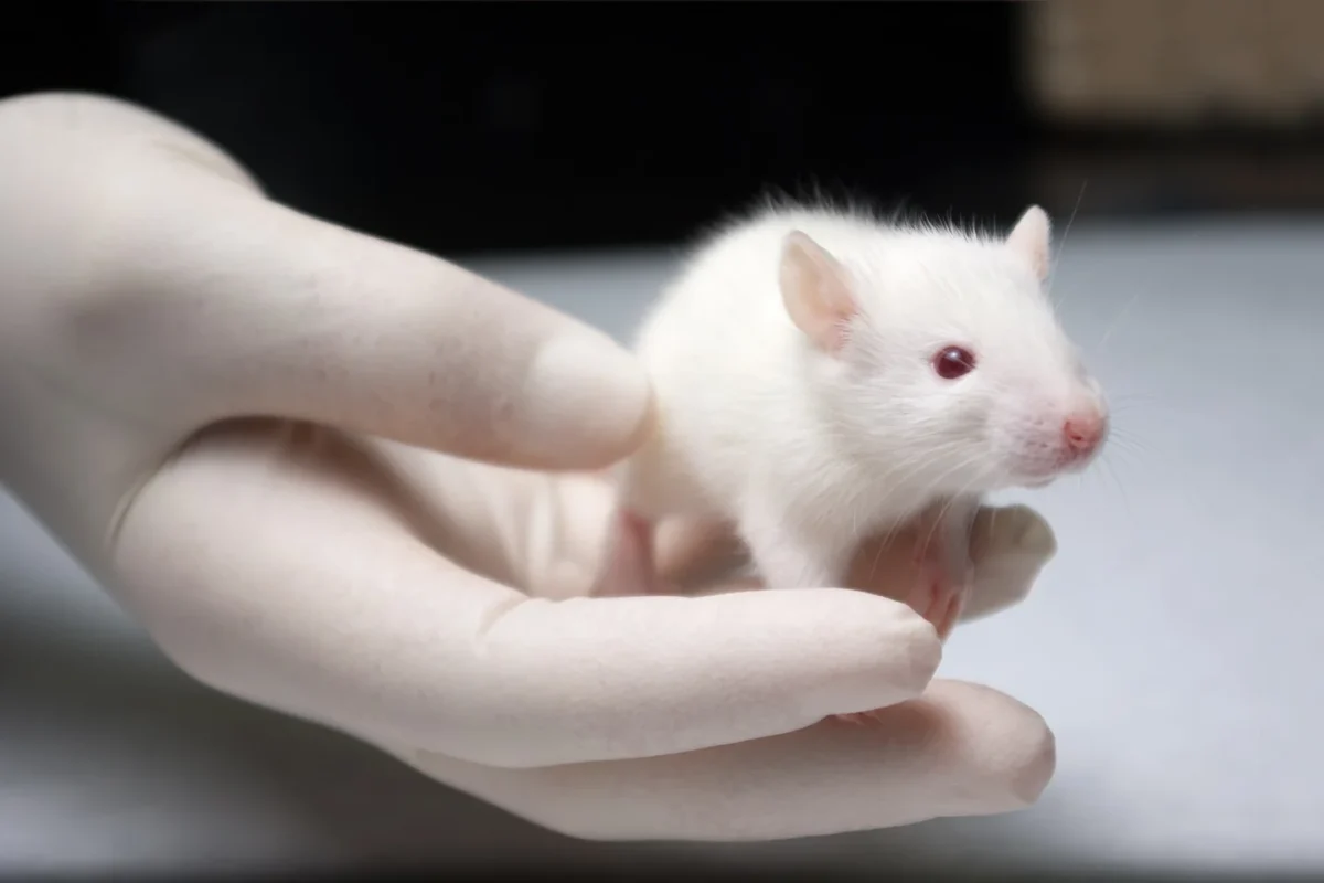 gen değiştirme albino fare
