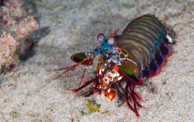Mercan kayalığında yaşayan bir mantis karidesi