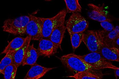 Canlılarda iştahı kontrol eden nöropeptid Y reseptörleri