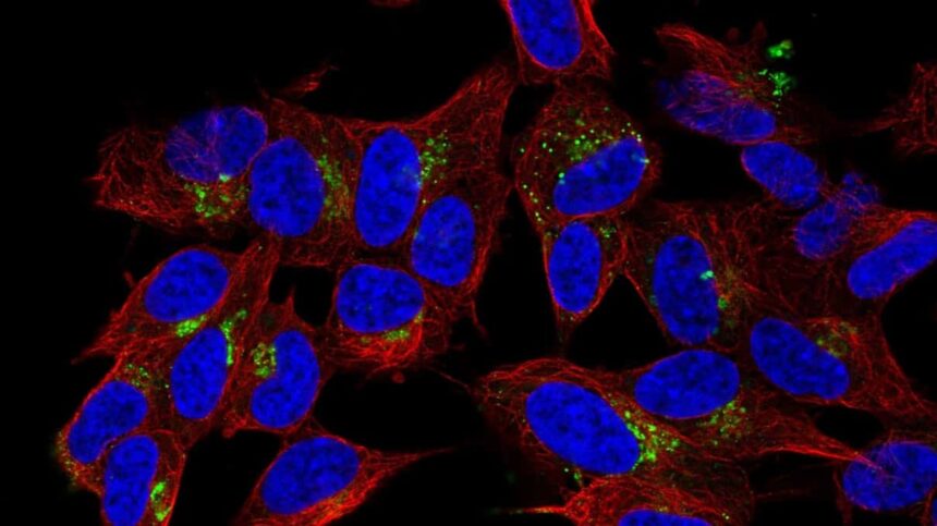 Canlılarda iştahı kontrol eden nöropeptid Y reseptörleri