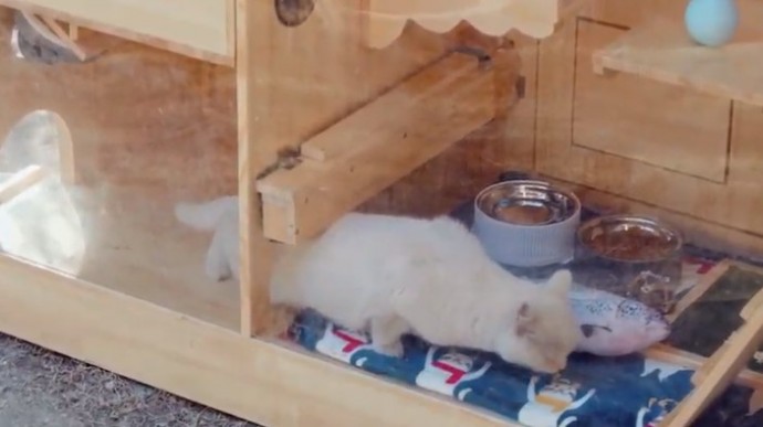 Akıllı kedi barınağı yapay zeka ile çalışıyor