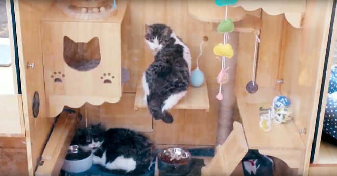 Akıllı kedi barınağı yapay zeka ile çalışıyor