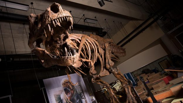 T. Rex dinozor Tyrannosaurus iskelet fosil