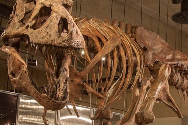Dünyanın en büyük T. Rex dinozor fosili ile tanışın