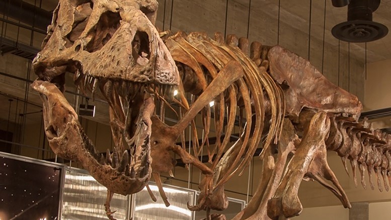Dünyanın en büyük T. Rex dinozor fosili ile tanışın