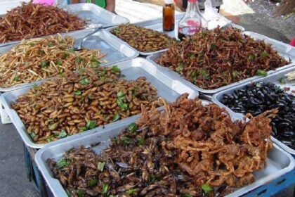 Böcek proteini tüketiminde patlama yaşanmaya başladı