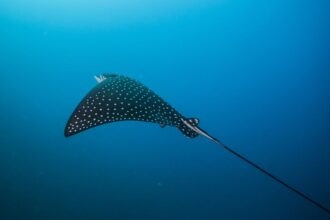 Benekli kartal vatozu spotted eagle ray