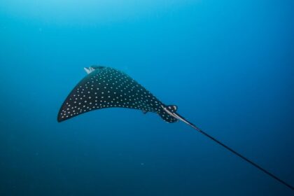 Benekli kartal vatozu spotted eagle ray