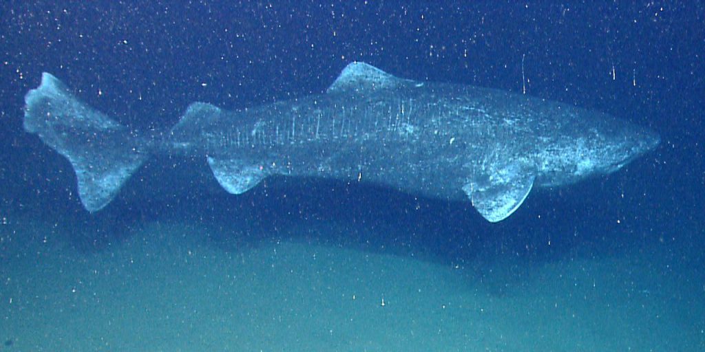 Grönland köpek balığı