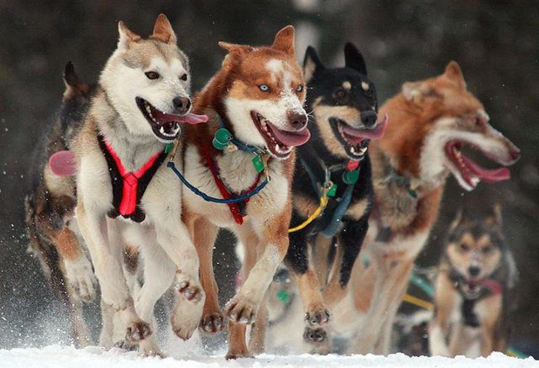 Iditarod kızak yarışı köpekleri