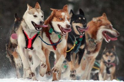Iditarod kızak yarışı