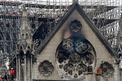 180.000 arı Notre Dame yangınından sağ çıkmayı başardı