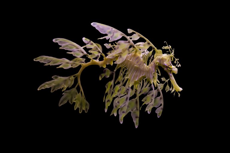 Yapraklı deniz ejderi leafy sea dragon