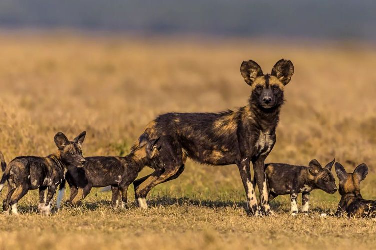 Afrika yaban köpeği anne ve yavruları 