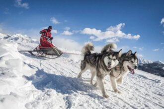 Husky sıcak iklimde yaşar mı? Bilmeniz gerekenler