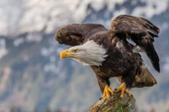 kel kartal bald eagle