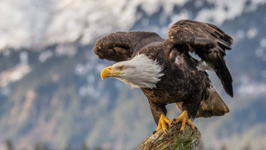 kel kartal bald eagle