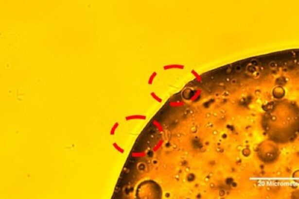 Petrol yiyen bakteri mikroskobu
