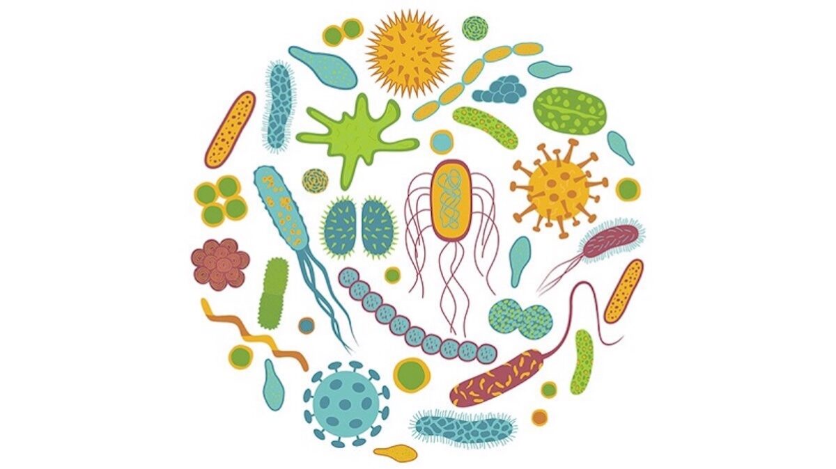 probiyotik türlerinin özellikleri
