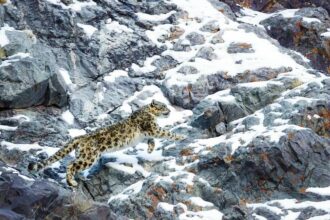 kar leoparı snow leopard