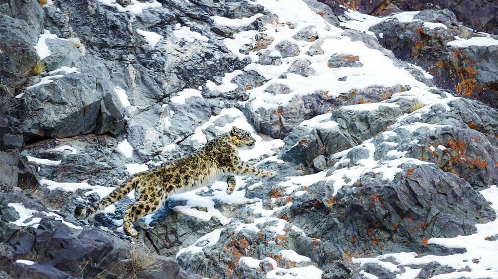 kar leoparı snow leopard