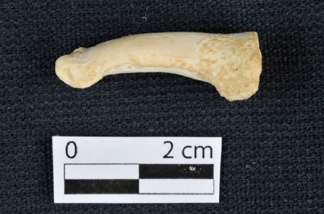 Yeni insan türü ayağı Homo luzonensis