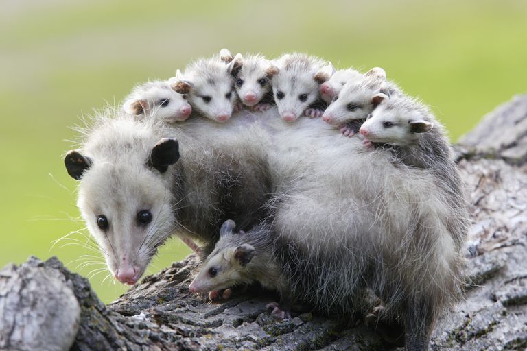 keseli sıçan anne ve yavruları