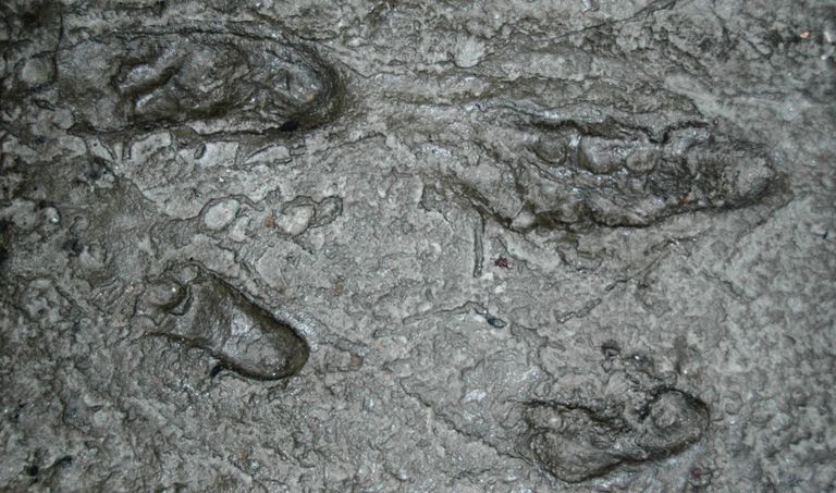 en eski ayak izi maymun insan 3.5 milyon yıl laetoli