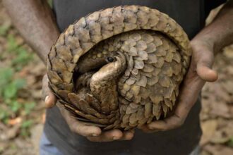 pangolin hayvan