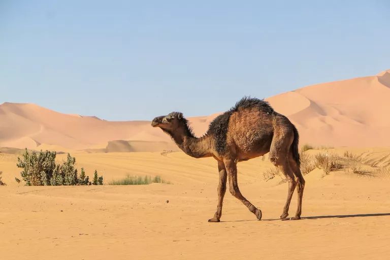Tek hörgüçlü deve develer
