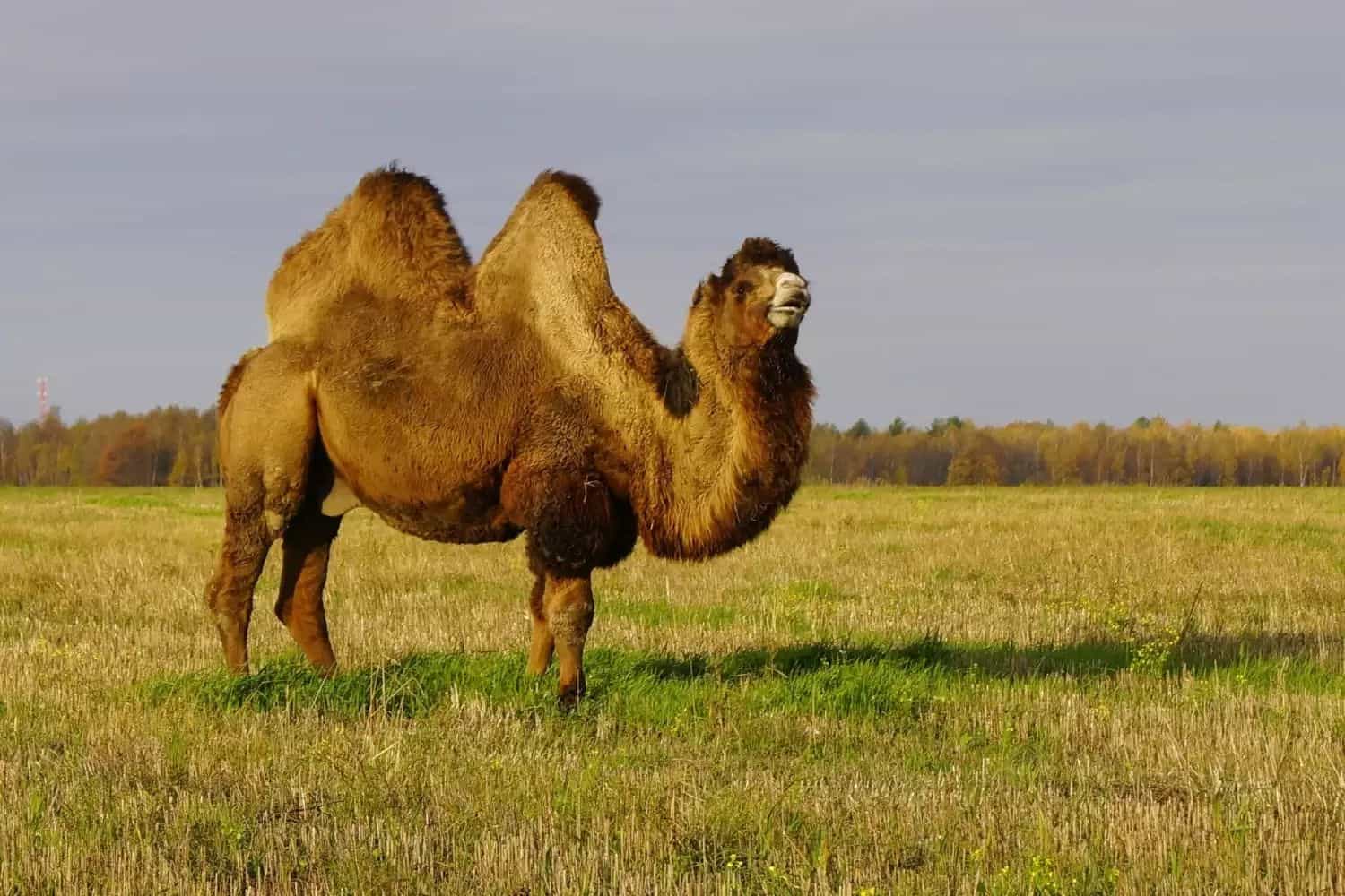 çift hörgüçlü deve