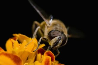 hoverfly_flower birlikte evrim