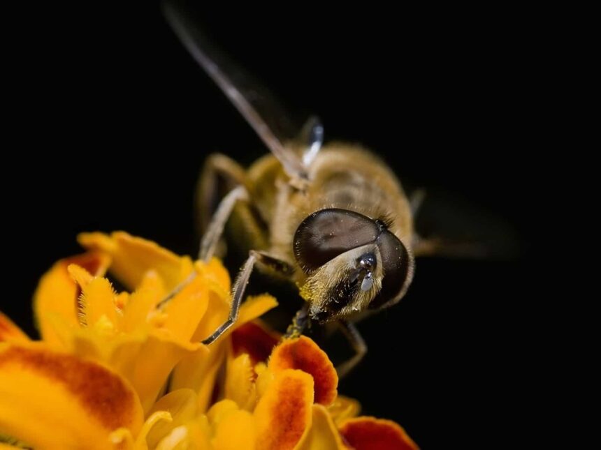 hoverfly_flower birlikte evrim