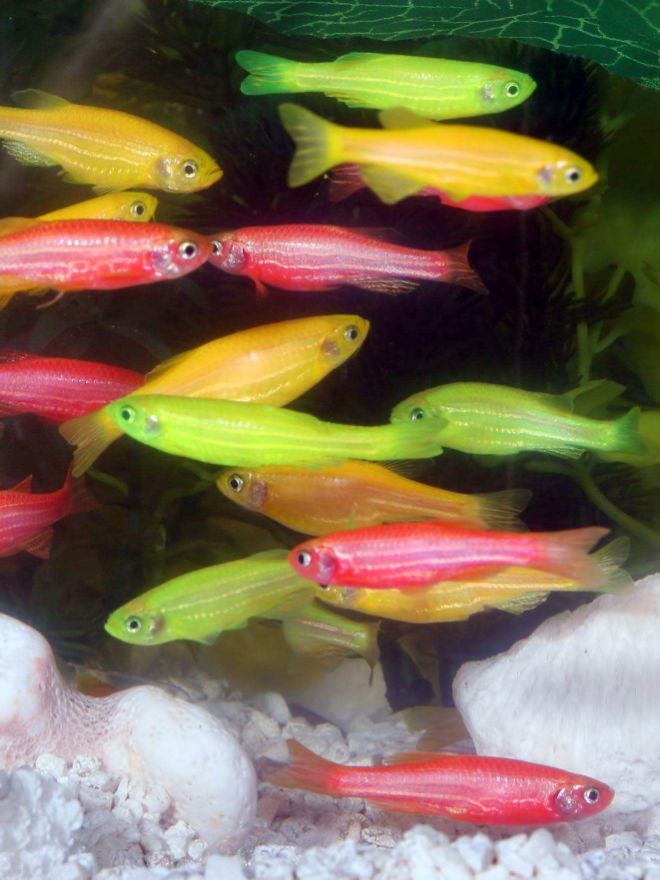 Yeşil floresan proteini glofish balıkları