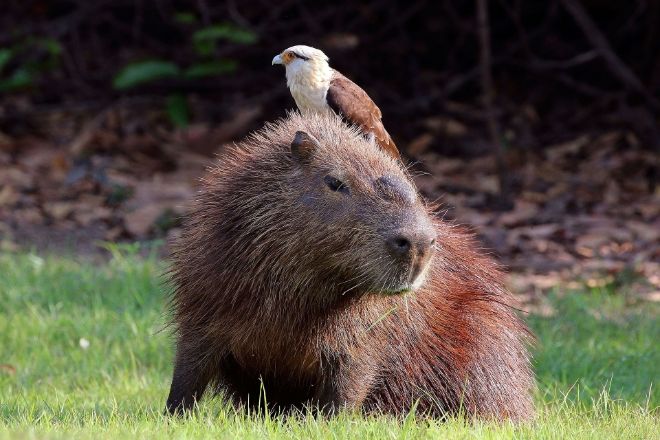 Kapibara ve caracara