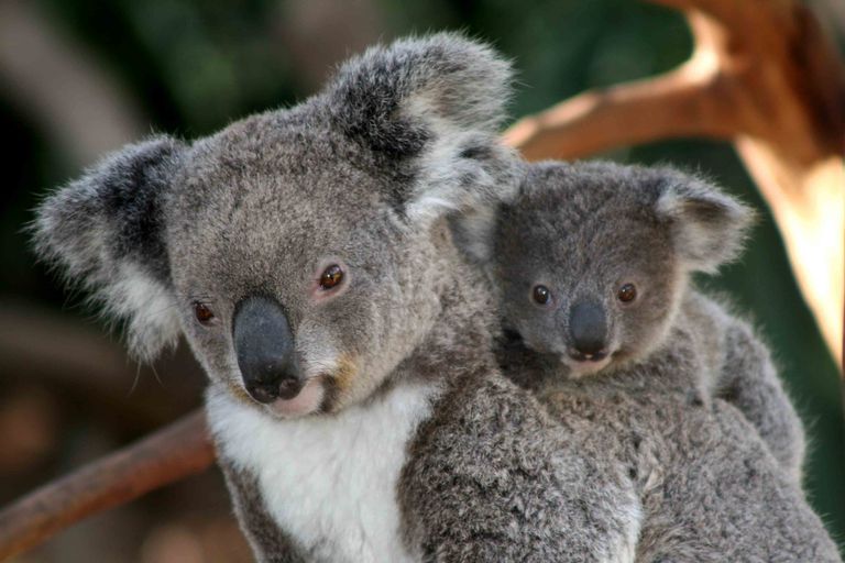 koala yavrusu annesine sarılmış