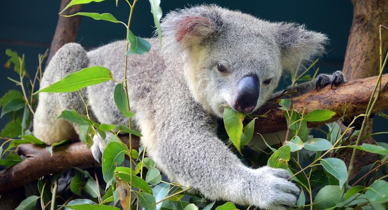 koala okaliptüs yaprakları yiyor